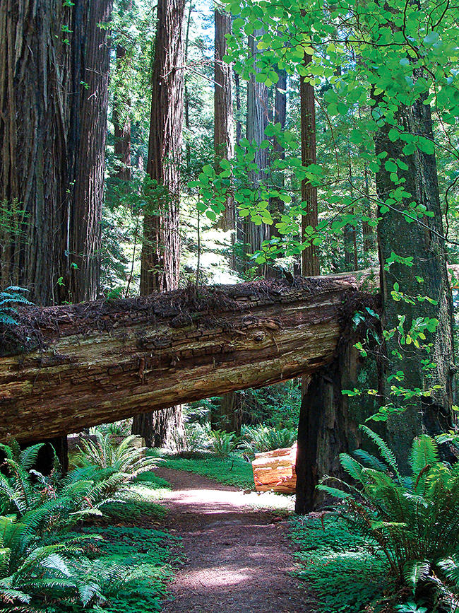 Avenue of the Giants photo by Steve Hammons