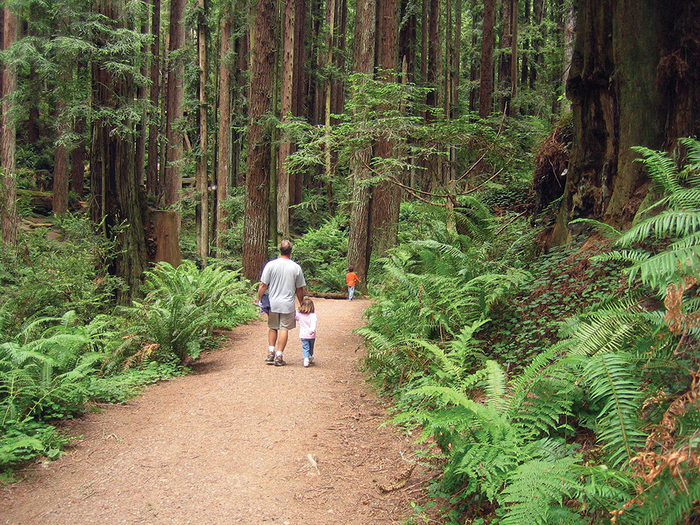 Arcata Community Forest photo by Pam Reeder